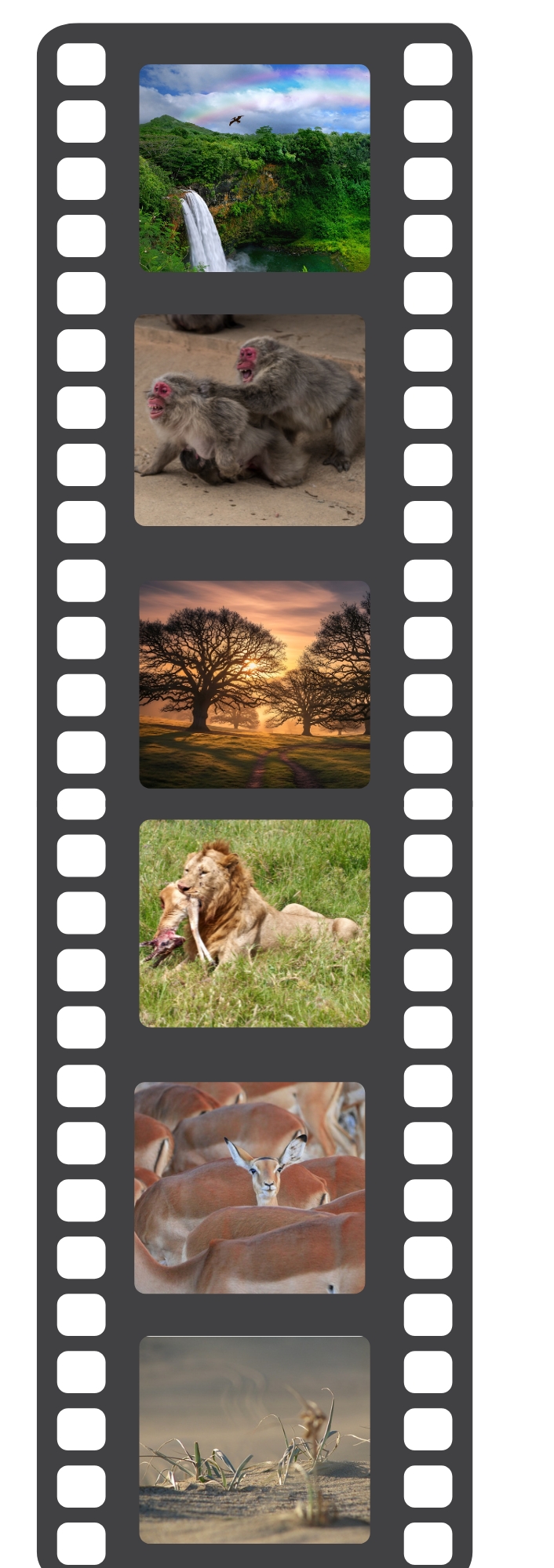 The Monkeys Dream — film reel narrative of the dream that changed everything.