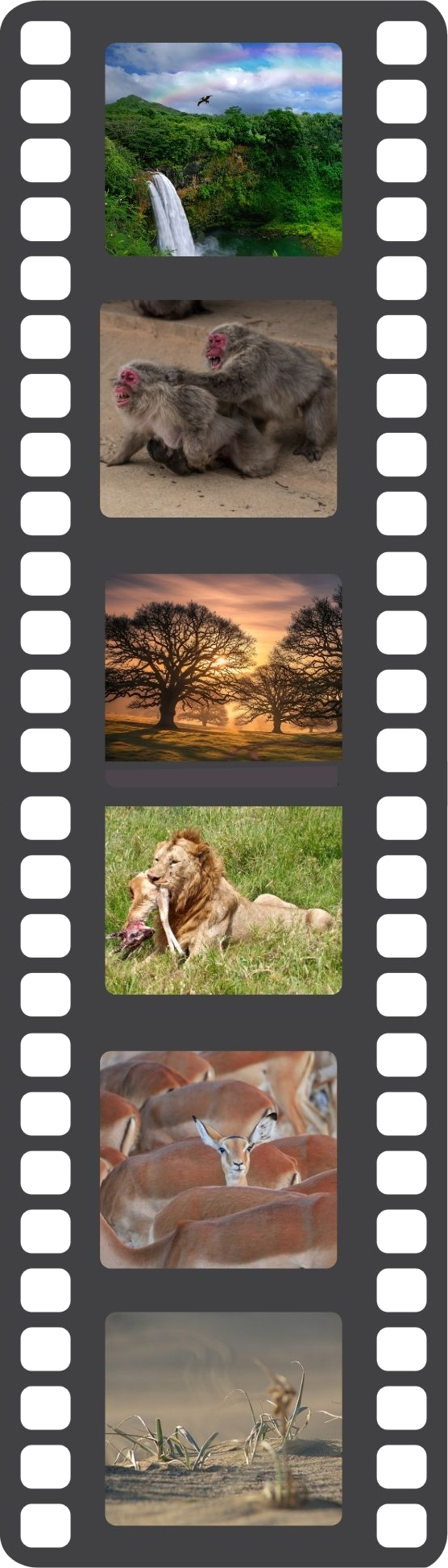 The Monkeys Dream — film reel narrative of the dream that changed everything.